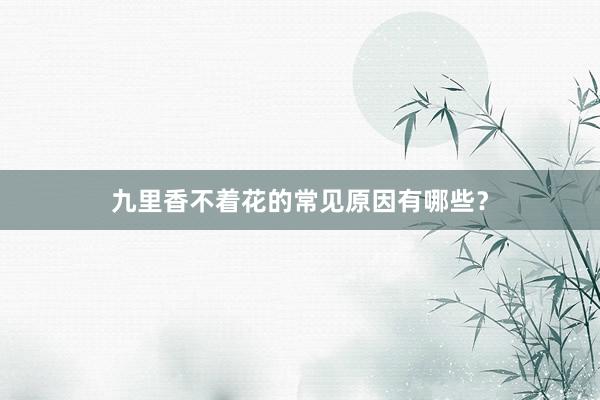 九里香不着花的常见原因有哪些？