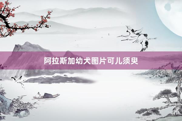 阿拉斯加幼犬图片可儿须臾